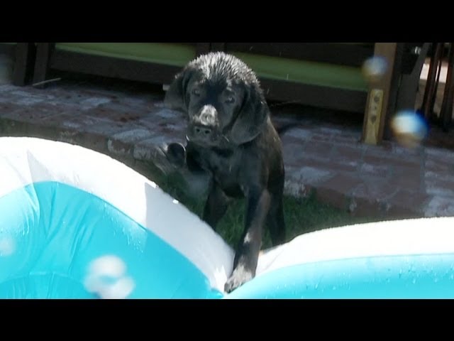 Lab Puppy Can’t Dig In the Kiddie Pool