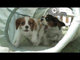 Cavalier King Charles Spaniel Puppies In a Tunnel-
