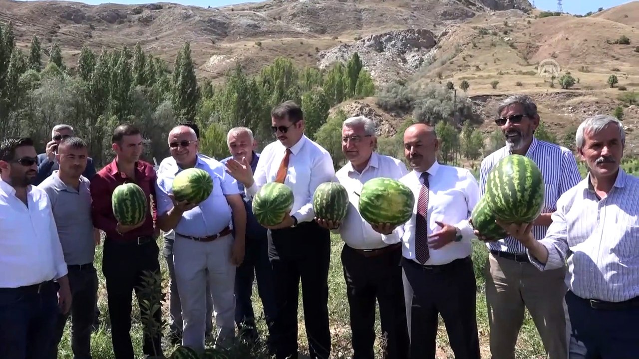 Sivas'ta ilk kez karpuz yetiştirildi