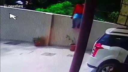 Loyal Akita dog thwarts would-be thief in India