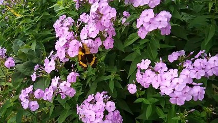 Butterflies Are Cool