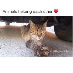 Quand des animaux s'entraident, voici ce que ça donne. Trop chou !