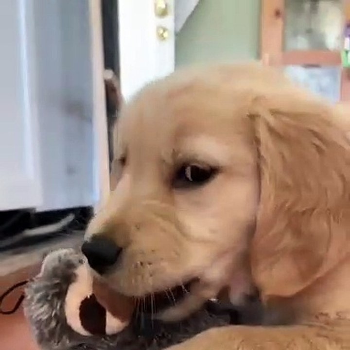 Cet adorable chiot adore son nouveau jouet. Trop cute !