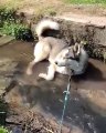 Cette chienne ne veut pas sortir de l'eau. Hilarant !