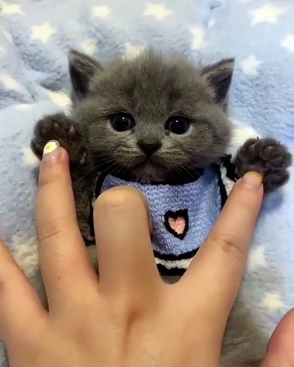 Ce chaton a d'adorables petites pattes. Regardez le !