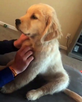 Voilà ce qui arrive si tu caresses ton chien assez longtemps !!