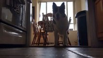 Patient Pooch Preciously Waits for Meal