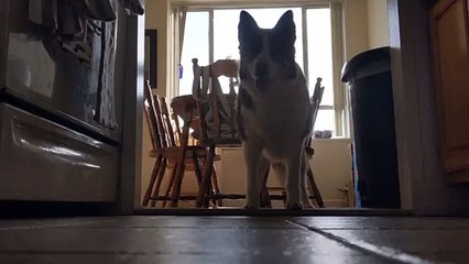 Patient Pooch Preciously Waits for Meal