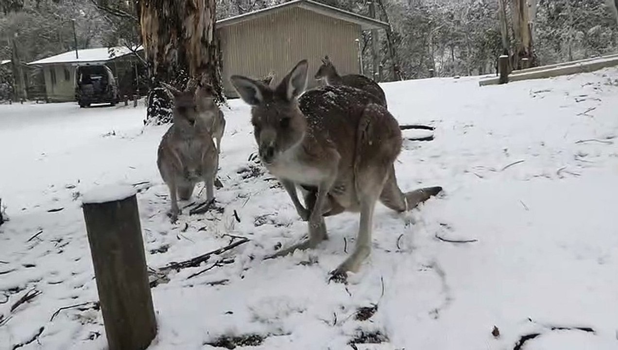Hungry Kangaroos Come to Humans During Snowstorm
