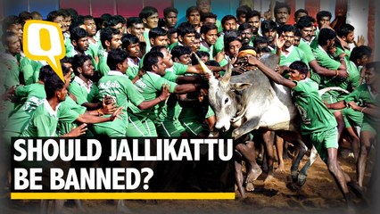 Must Jallikattu Fall Prey To Animal Rights Vs Heritage Politics?