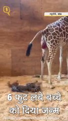QuintHindi: बच्चे को जन्म देता हुआ जिराफ, लाइवस्ट्रीम किया गया लोगों के लिया