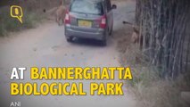 The Quint: Lions Pounce on Car, Scare Tourists in Bannerghatta National Park