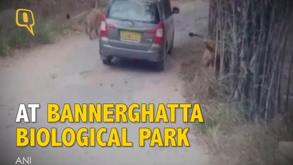 Télécharger la video: The Quint: Lions Pounce on Car, Scare Tourists in Bannerghatta National Park