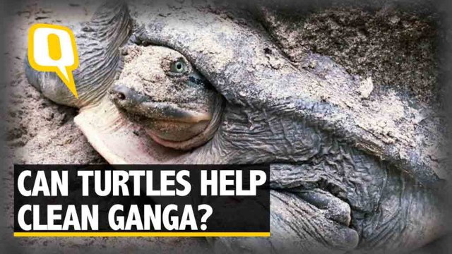 The Quint| Feeding on the Dead: Can Turtles Play a Part in Ganga Clean-up?