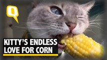 The Quint: This Kitty Can’t Get Enough of Her Favourite Corn