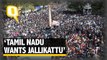 Jallikattu Stirs Protest Across Tamil Nadu, CM to meet PM Modi