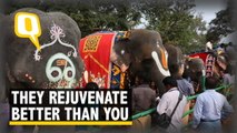 Eat, Drink, & Bathe: These Elephants Do it All To Rejuvenate