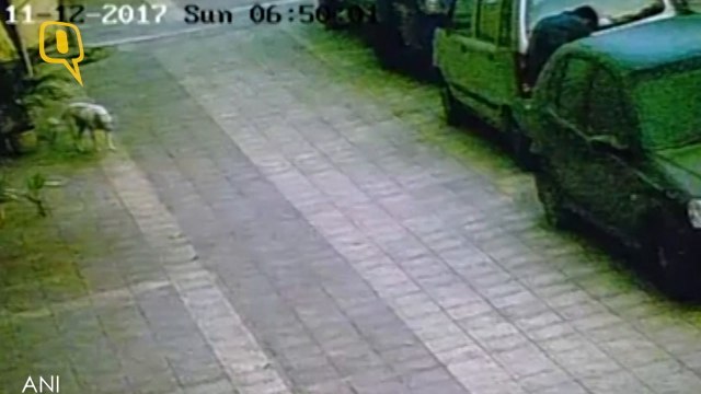 Caught on Camera: Thieves Walk out After Robbing Bank of Baroda in Mumbai