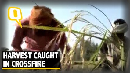 Download Video: Crops Suffer as Tense Border Keeps Labourers at Bay in Kathua