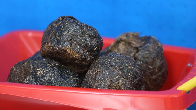 Tokuyama Zoo Showcases Animal Poop For Exhibition