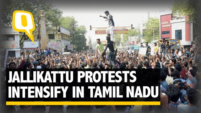 The Quint: Tamil Nadu CM Meets PM Modi, Demands Ordinance on Jallikattu