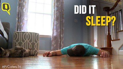 Man Plays Dead to See His Pet Cat’s Reaction