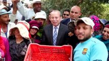 محافظ كفر الشيخ يشارك مزارعي قلين فرحتهم بـ جني محصول الفلفل الأحمر