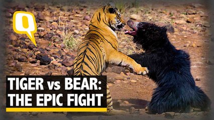 Must watch: A Rare Video of an Epic Battle Between a Bear and a Tiger | The Quint