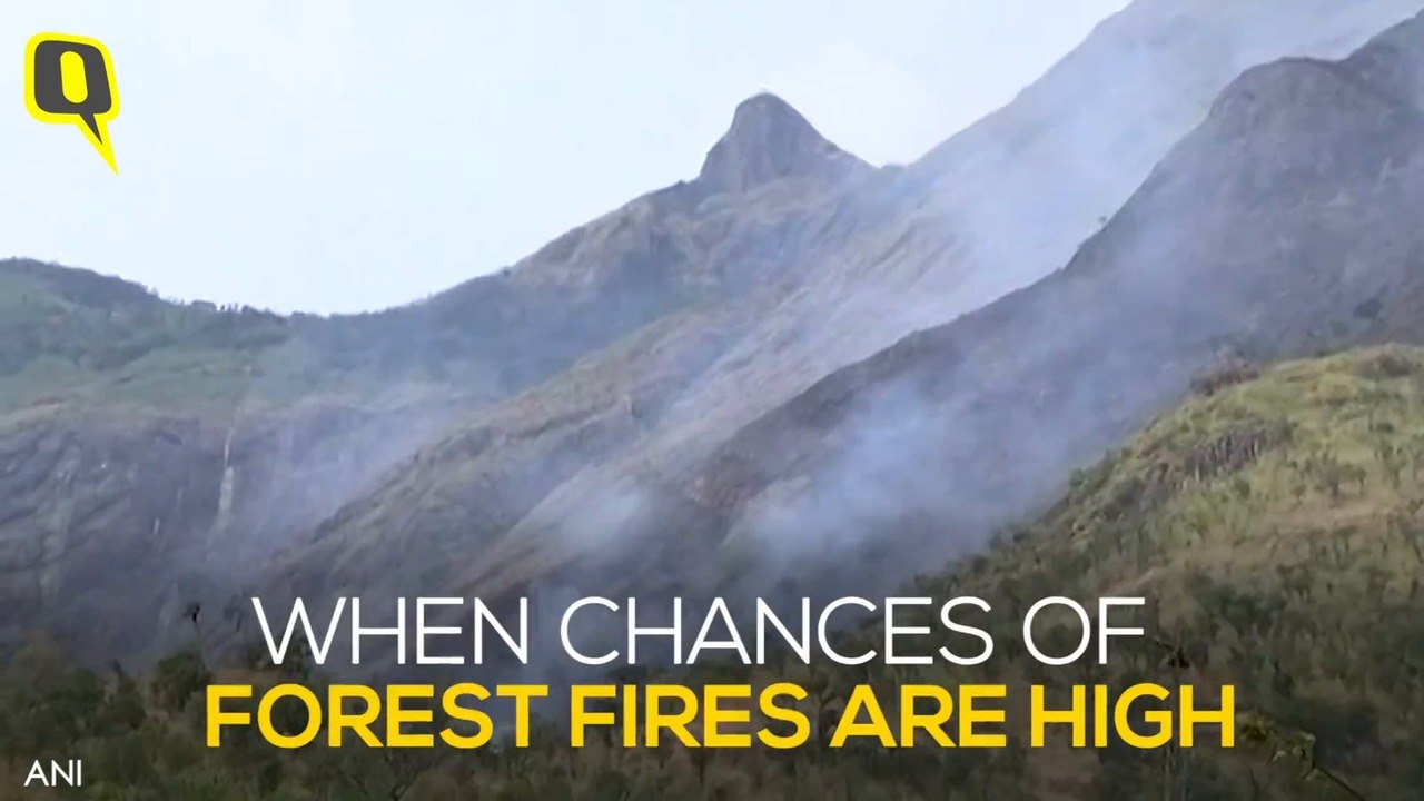 Theni Forest Fire: 10 Trekkers Killed in TN, CM Orders Probe
