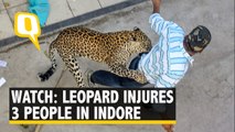 Watch: Indore Man Injured as Leopard Tries a Desperate Escape