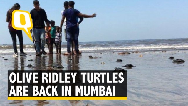 #GoodNews: Olive Ridley Turtles Back on Versova Beach After 20 Yrs