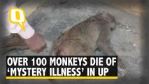 ‘Mystery Illness’ Kills Over 100 Monkeys in Amroha, Uttar Pradesh