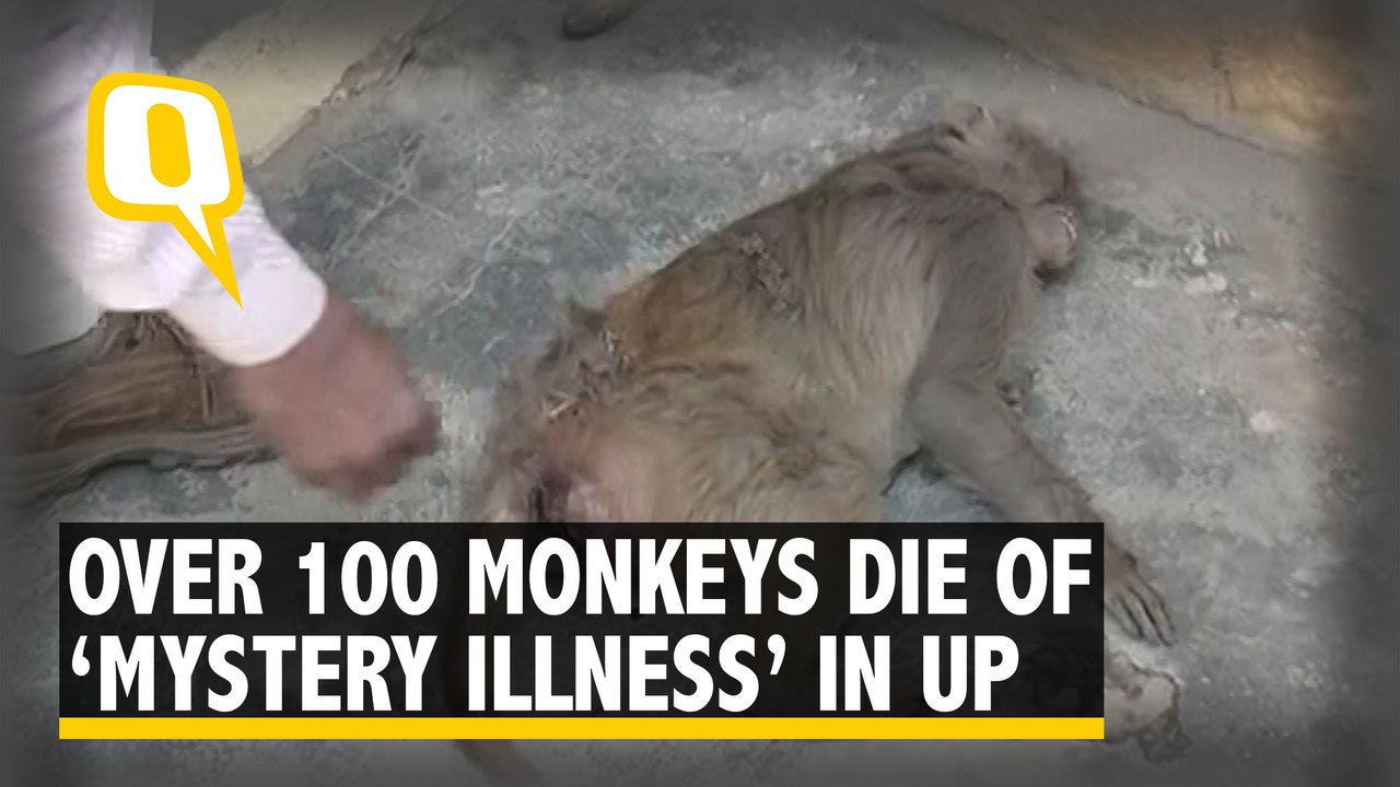 ‘Mystery Illness’ Kills Over 100 Monkeys in Amroha, Uttar Pradesh