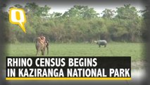 Kaziranga National Park Officials Conduct Rhino Census With 17 SUVs and 40 Elephants
