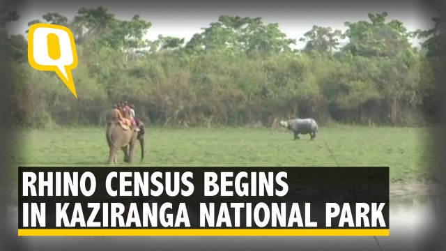 Kaziranga National Park Officials Conduct Rhino Census With 17 SUVs and 40 Elephants