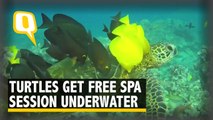 The Turtle Tale: Underwater Spa for Turtles Will Leave You Envious