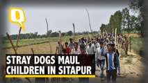 Sitapur’s Canine Menace: Villagers on Dog-Killing Spree