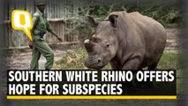 The Northern White Rhino Might Not Become Extinct Yet