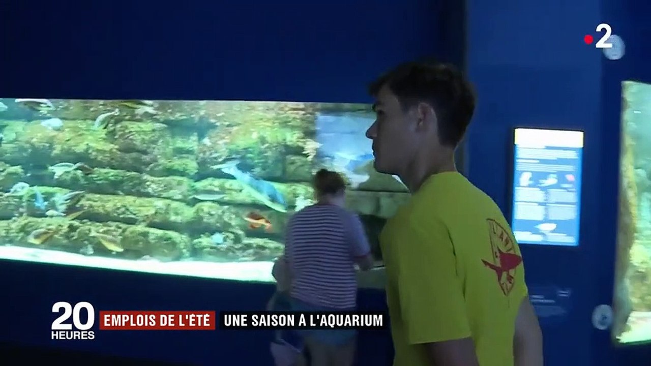 Aquarium de La Rochelle 40 nouvelles recrues pour la période estivale