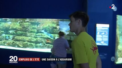 Aquarium de La Rochelle  : 40 nouvelles recrues pour la période estivale