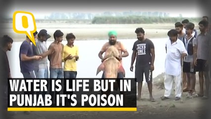 Dead Fish Turn up on Beas River in Punjab Due to Molasses Leak