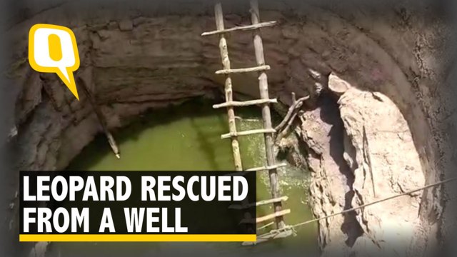 Leopard Rescued After Having Fallen Into A Well in Madhya Pradesh