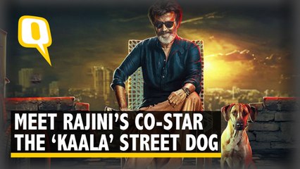 Mani The Street Dog That Featured in Rajini’s Kaala Is Now A Star