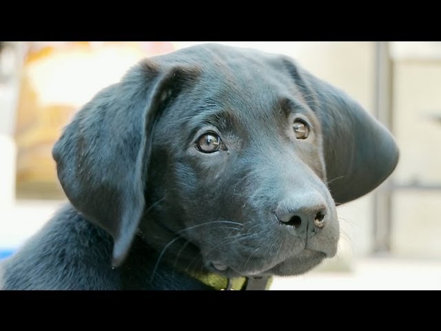 Lab Puppies Want to Eat Flies And Poop