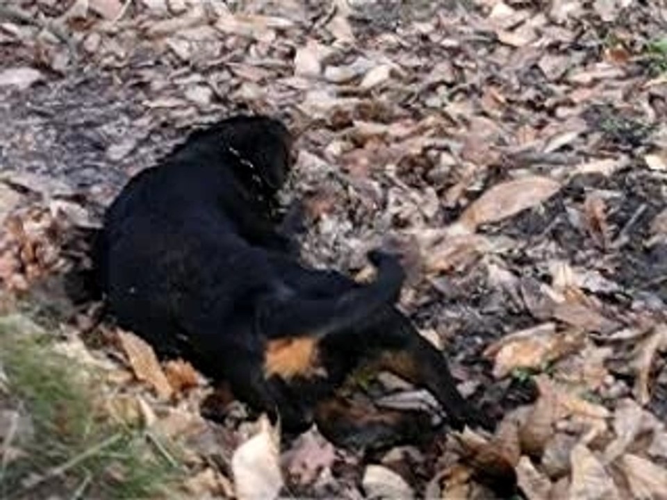 encore des bêtises en forêt