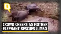 Villagers Cheer as Mother Elephant Rescues Calf Who Fell into a  20-Feet Deep Well