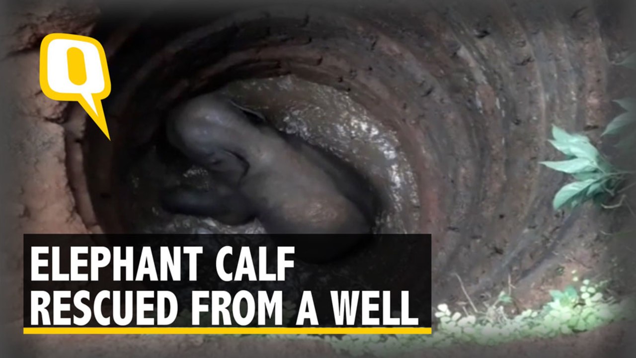 Elephant Calf Rescued From 40-Foot Well In Dhen...