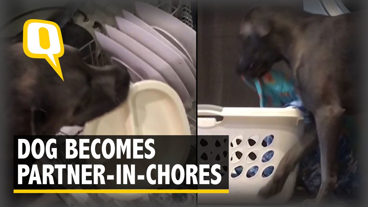 Dog Becomes Partner-In-Chores