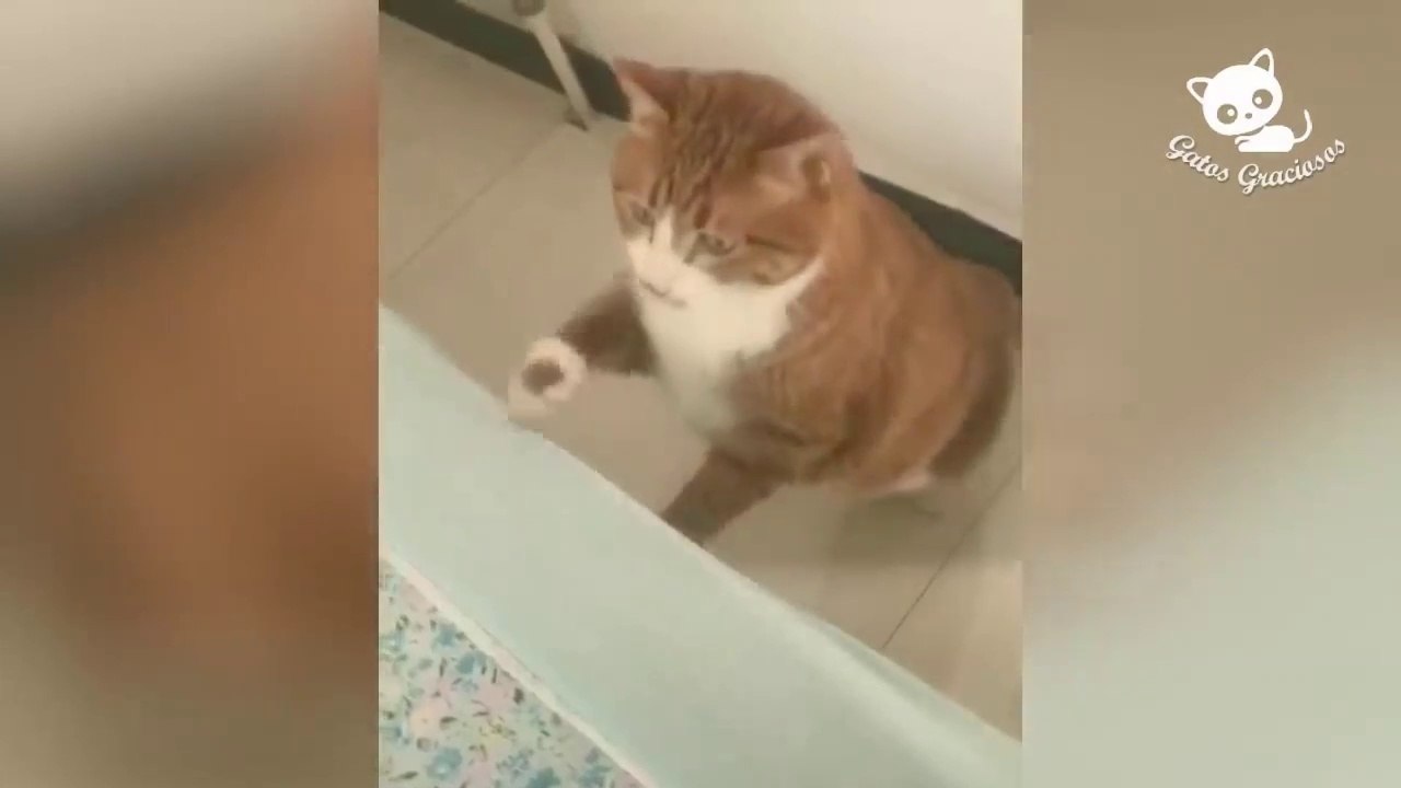 Gatos Graciosos - Los Mejores Videos de Gatos Chistosos del 2019