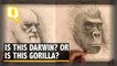 Artist Blends The Portrait Of Darwin With That of a Gorilla